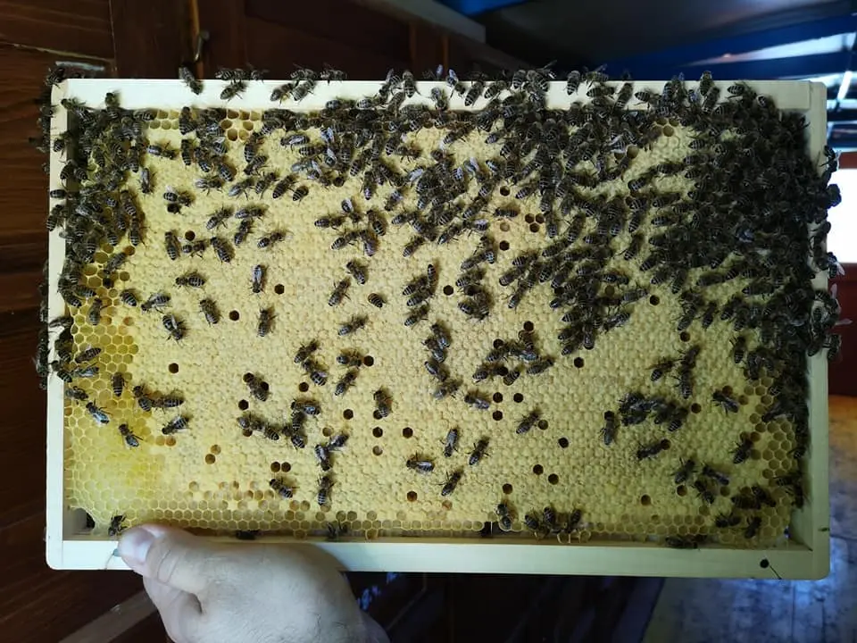 Utrinki iz čebelnjaka 11